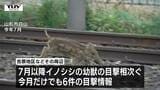 【現場動画】住宅街にイノシシ1頭出没 7月以降近くで目撃情報相次ぐ(山形市)|TBS NEWS DIG