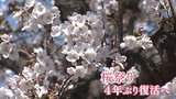 間もなくソメイヨシノ開花　4年ぶりに桜まつり復活の名所も　各地の花見の対応は？　山梨　|　山梨のニュース | ＵＴＹテレビ山梨