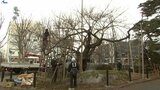 国の天然記念物「石割桜」雪囲いを外し、春の装いに 盛岡市|TBS NEWS DIG