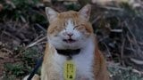 備中松山城の猫城主「さんじゅーろー」の写真展　愛くるしい表情の36点　5月10日まで【岡山・高梁市】|TBS NEWS DIG