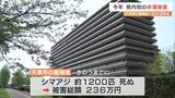 八代海で今年初の赤潮被害　天草市でシマアジ1200匹死ぬ　熊本　|　熊本のニュース｜RKK NEWS｜RKK熊本放送