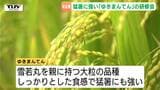 来年度デビュー!県産米「ゆきまんてん」大粒で暑さにも強い新品種 最適な収穫時期の見極め方を生産者らが共有(山形・舟形町) | 山形のニュース│TUYテレビユー山形