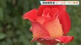 雨に濡れるバラ、色鮮やか 福島競馬場のローズガーデン見頃 福島市 | 福島のニュース│TUF