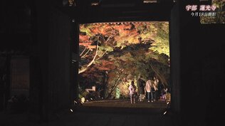 古刹 夜の紅葉【山口の紅葉2022】　|　山口のニュース・天気・防災｜tys NEWS｜ｔｙｓテレビ山口