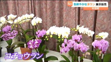 花びらがきれい」コチョウランやカトレアなど150種 鉢植えの洋ラン展示