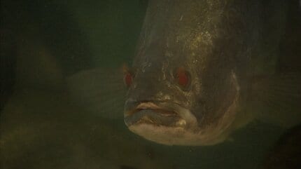 何者かがいけすに大型肉食魚「アカメ」を放流か海上保安庁が器物