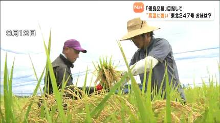 高温に強い新品種米「東北247号」食味 ひとめぼれに遜色ない味 宮城