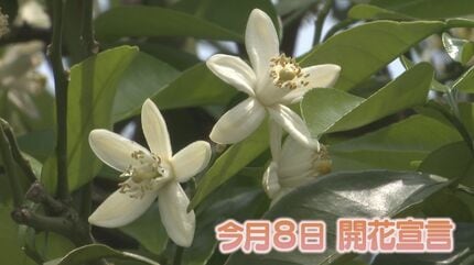 夏みかん”開花宣言「この香り好きやわ。甘酸っぱ～い」町が香りに包ま