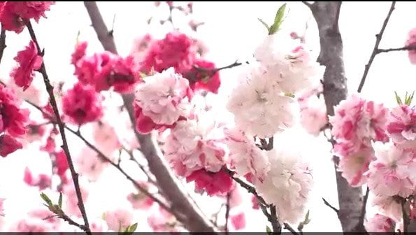 ハナモモとスイセンが咲き誇り…長野・喬木村で約500本のピンクのハナモモと約5万株の黄色のスイセンが見ごろ　|　SBC NEWS | 長野のニュース | SBC信越放送