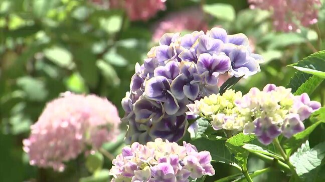 「カラフルで楽しい」100種類・1万本のアジサイが見頃　三景園　広島・三原市|TBS NEWS DIG