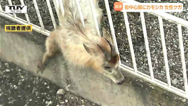 「窓を開けたら目の前に」市街地中心部にカモシカ出没　70代女性が左足をツノで刺されケガ（山形・東根市）|TBS NEWS DIG