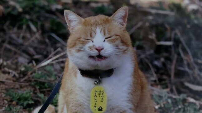 備中松山城の猫城主「さんじゅーろー」の写真展 愛くるしい表情の36点 5月10日まで【岡山・高梁市】|TBS NEWS DIG