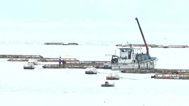 鹿児島湾に赤潮警報　養殖ブリへの被害警戒|TBS NEWS DIG
