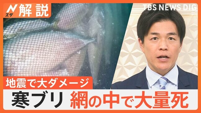 ブリやノドグロ、ホタルイカにも被害…能登半島地震で漁業に打撃「定置網の中で大量のブリがぎゅうぎゅう詰めに…」【Nスタ解説】|TBS NEWS DIG