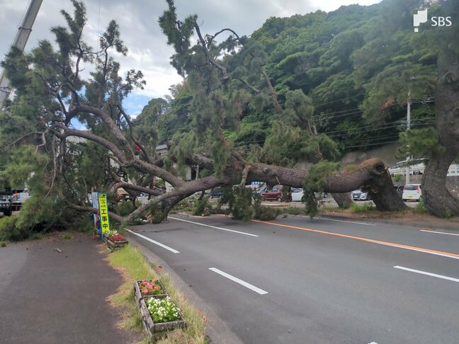 【速報】国道135号で松の木が倒れて道を塞ぐ=静岡・熱海市|TBS NEWS DIG