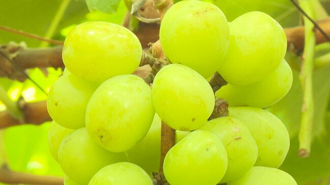 シャインマスカットもスイーツも食べ放題 旬のブドウ狩りを満喫 大分・宇佐市|TBS NEWS DIG