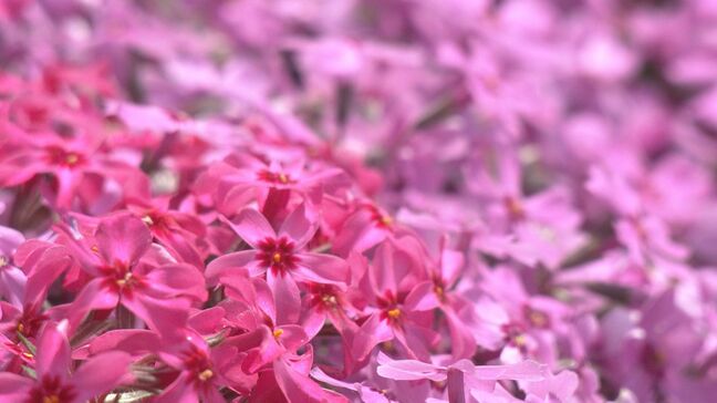 一面を彩るピンクや紫のじゅうたん 岐阜・郡上市で「國田家の芝桜」が見頃 始まりは1株…今は5万株に|TBS NEWS DIG