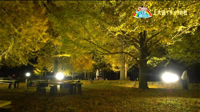 「イチョウのライトアップ」薩摩川内・鹿児島【亀ちゃんのかごしま撮った！】|TBS NEWS DIG
