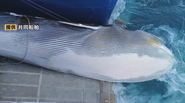 世界唯一の"捕鯨母船"「関鯨丸」が苫小牧港に入港　捕鯨船から引き上げたクジラを厳格に温度管理　船内で解体し冷凍保管まで|TBS NEWS DIG