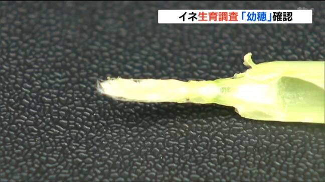 イネ生育“7mm”ほどの「幼穂」確認　豊作へ期待高まる　宮城・大崎市|TBS NEWS DIG