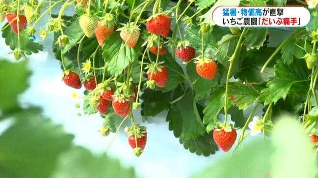 暖房費だけで月50万円…いちご農園を襲う物価高騰の波 「笑顔で楽しんでほしい」値上げ幅は最小限に|TBS NEWS DIG