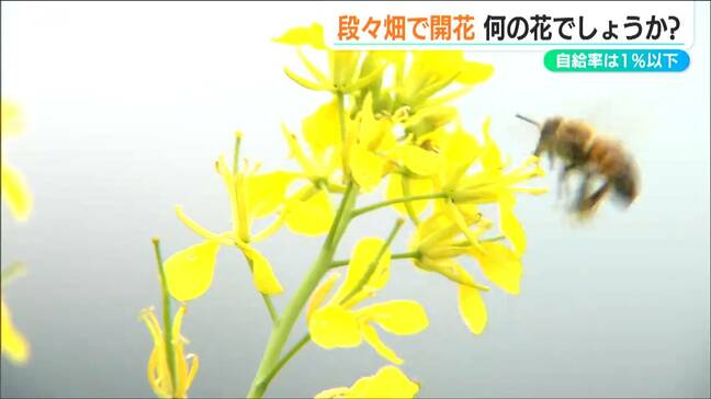 強い辛みが「寿司にも合う」コシヒカリの産地で『和からしマスタード』にビジネスチャンス　新潟・南魚沼市|TBS NEWS DIG