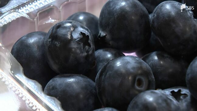 「大玉でパリッとした食感」ブルーベリーの一大産地で目ぞろえ会 年間約70トンの出荷見込む＝浜松市浜名区|TBS NEWS DIG