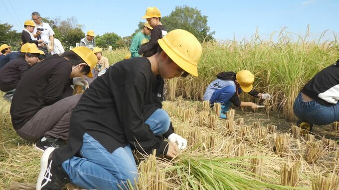 小学生が稲刈り！SDGsの“持続可能な農業”を学ぶ 5年生が収穫した「山田錦」は“日本酒”に 愛知・西尾市　|　名古屋・愛知・岐阜・三重のニュース【CBC news】 | CBC web