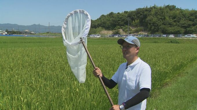 20回虫取り網を振って、どんな害虫が何匹入っていたかをカウント…「イネカメムシ」から新米を守れ！　コメ不足のなか大量発生を警戒　調査の現場　|　BSSニュース | BSS山陰放送