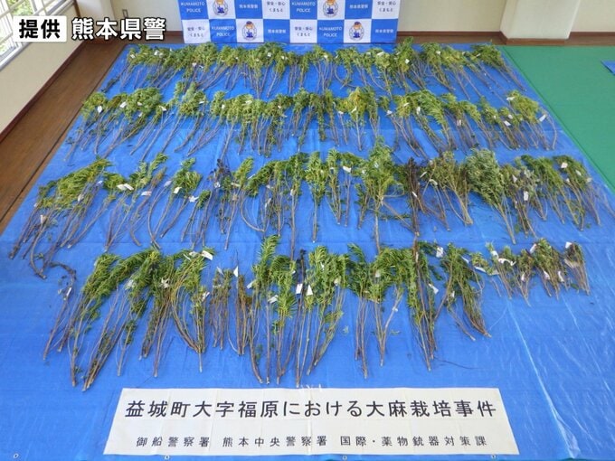 畑で大麻草栽培か　警察は大麻草とみられる植物180株を押収　男２人を逮捕　熊本県益城町|TBS NEWS DIG