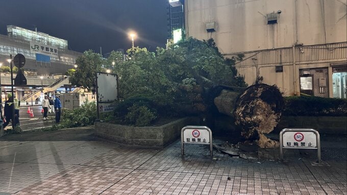 JR宇都宮駅前で10mの木倒れる　けが人なし　台風15号による強風の影響か|TBS NEWS DIG