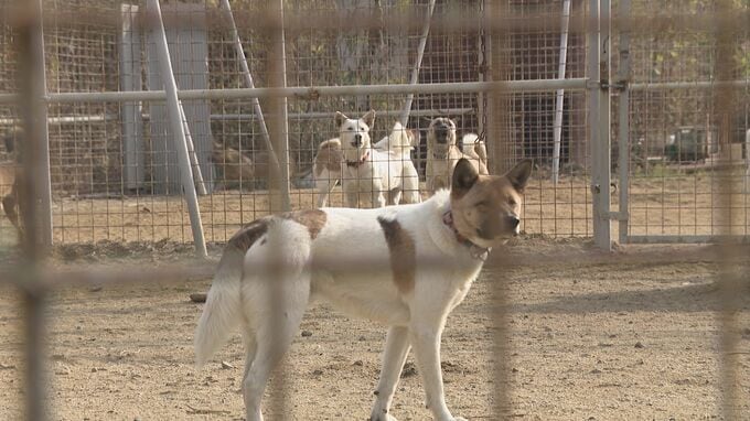 「こんなにかわいいんだよっていうのを知ってほしい」野犬の保護施設で火災　広がる支援の輪　|　山口のニュース・天気・防災｜tys NEWS｜ｔｙｓテレビ山口