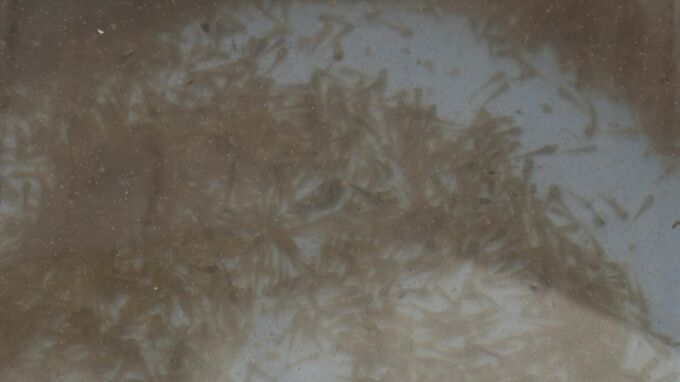 ウナギと並ぶ夏場の滋養強壮食「ドジョウ」の稚魚２０３万匹が養殖場へ…島根県安来市　|　BSSニュース | BSS山陰放送