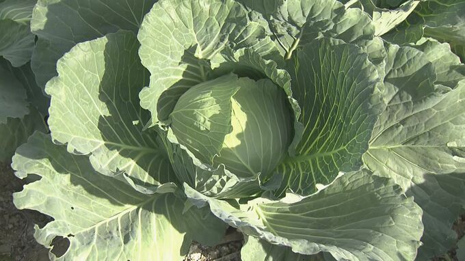 一時は1玉500円超えの“高級野菜”だったキャベツ… 冬キャベツの全国一の産地ではことし豊作 ｢原価割れが心配なくらい値段が下がりそう｣  愛知･田原市　|　名古屋・愛知・岐阜・三重のニュース【CBC news】 | CBC web