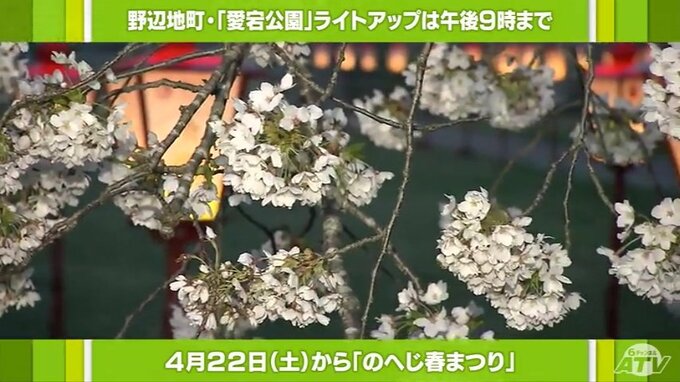 【中継】青森県野辺地町・愛宕公園の満開の桜　23日には恒例のこいのぼりの飾りつけも…　|　青森のニュース│ATV NEWS│青森テレビ