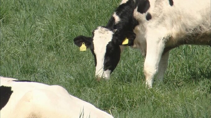 「私も気持ちがいいので牛も気持ちがいいと思います」春の牧草地に牛たちを放牧　駆け回り・草を食みのびのびと　　|　青森のニュース│ATV NEWS│青森テレビ