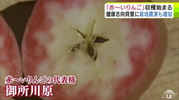 果肉まで「赤～いリンゴ」の収穫始まる　皮から中心に向けて赤く染まった「御所川原」　結実悪く少なめになったというものの「一個一個がいつもより大きい感じ」「だいぶ赤くよいリンゴ」青森県五所川原市|TBS NEWS DIG