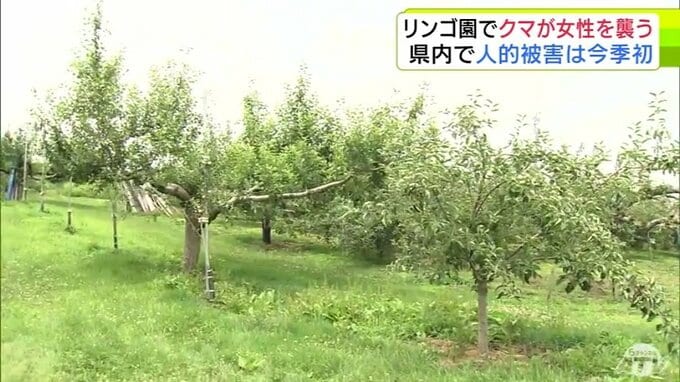 【続報】リンゴ園で休憩中…背後から『クマ』　　76歳の女性が襲われ目や頬などにけが　警察や猟友会などが出動して警戒もその後のクマの行方は分からず|TBS NEWS DIG