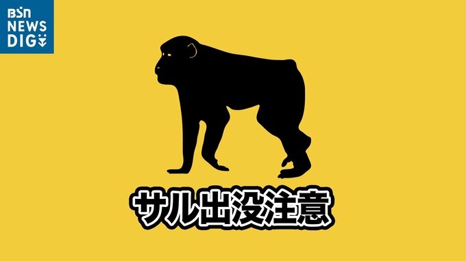 中学校の近くでサル目撃　新潟・小千谷市|TBS NEWS DIG