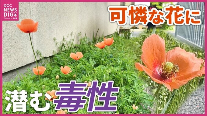 「可愛いから」と触らないで！街に溢れるオレンジ色の花『ナガミヒナゲシ』の意外な毒性と繁殖力　|　RCC NEWS | 広島ニュース | RCC中国放送