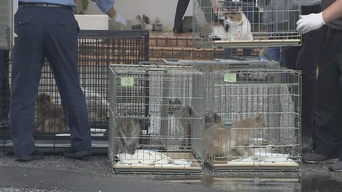 犬猫11匹を劣悪環境で飼育し虐待か　男女２人を動物愛護法違反の疑いで逮捕 警視庁|TBS NEWS DIG