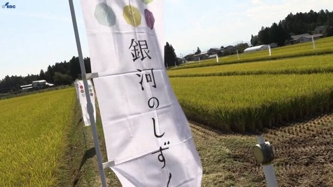 盛岡市や花巻市など県中産の「銀河のしずく」が６年連続で特Ａ獲得　2023年産米の食味ランキング　岩手|TBS NEWS DIG