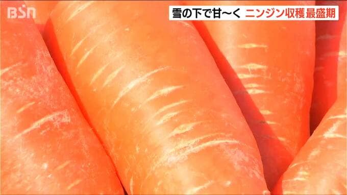 雪の下で“越冬”して甘味やうまみが凝縮！『雪下にんじん』出荷最盛期　新潟・阿賀町|TBS NEWS DIG
