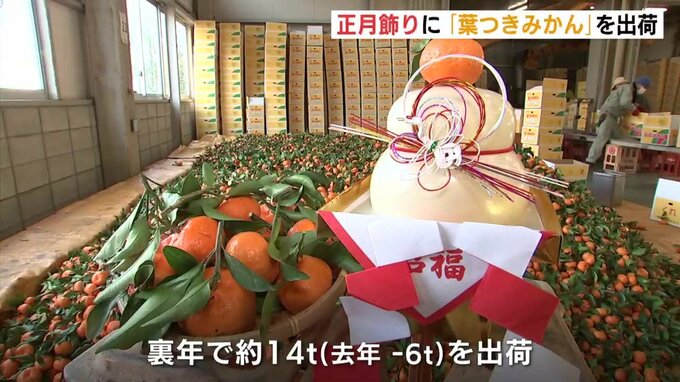 正月飾りに「葉つきみかん」を出荷　|　RCC NEWS | 広島ニュース | RCC中国放送
