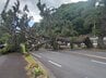 【速報】国道135号で松の木が倒れて道を塞ぐ＝静岡・熱海市　|　静岡のニュース | SBSNEWS | 静岡放送