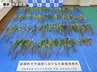 畑で大麻草栽培か　警察は大麻草とみられる植物180株を押収　男２人を逮捕　熊本県益城町　|　熊本のニュース｜RKK NEWS｜RKK熊本放送
