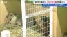 「７か月間主のいなかった部屋に新たにカピバラ2頭仲間入り」　新潟市 動物ふれあいセンター　|　新潟のニュース・天気｜BSN NEWS｜BSN新潟放送