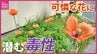 「可愛いから」と触らないで！街に溢れるオレンジ色の花『ナガミヒナゲシ』の意外な毒性と繁殖力　|　RCC NEWS | 広島ニュース | RCC中国放送