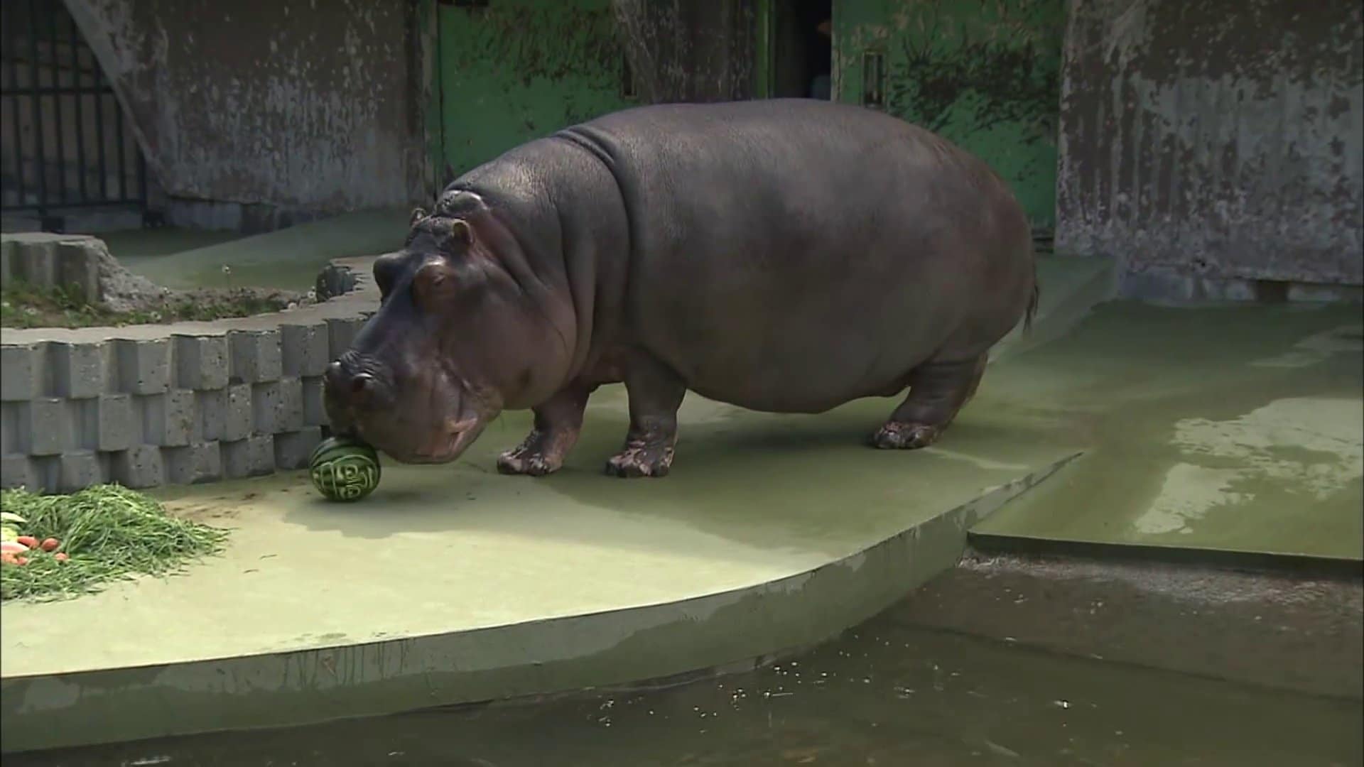 国内最高齢のカバ「ドン」死ぬ 53歳 札幌市円山動物園 | TBS NEWS DIG