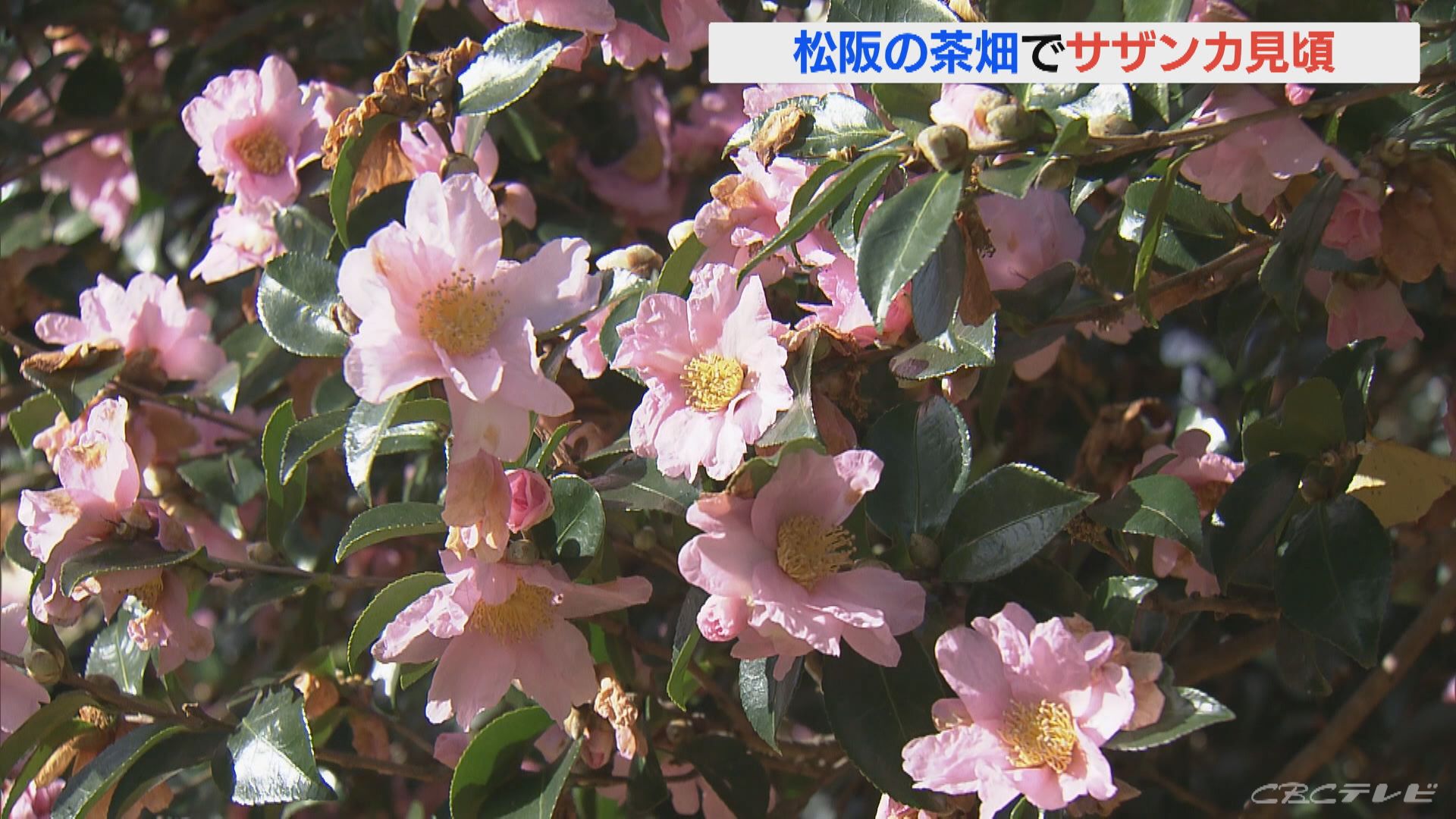 色鮮やかなピンク色の花　サザンカが見頃に　樹齢150年以上の大木　三重・松阪市